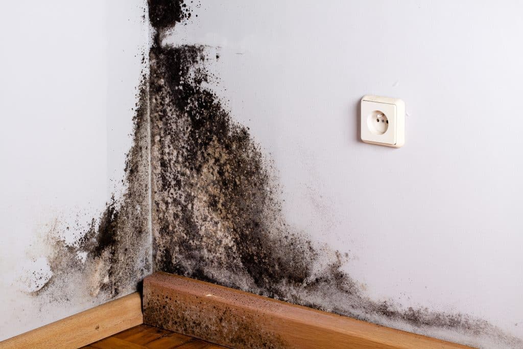 Pro Mold Cleanup Roseville: Leading the Way in Professional Mold Removal